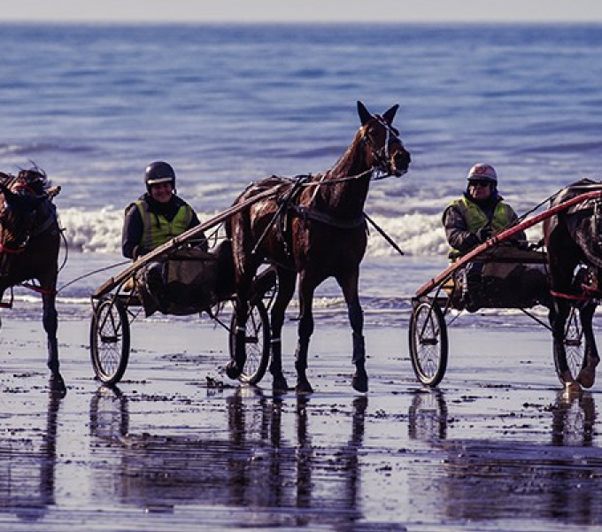 Horses with Carriages on Beach